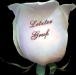 Kondolenz Rose 