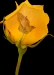 Kondolenz Rose 